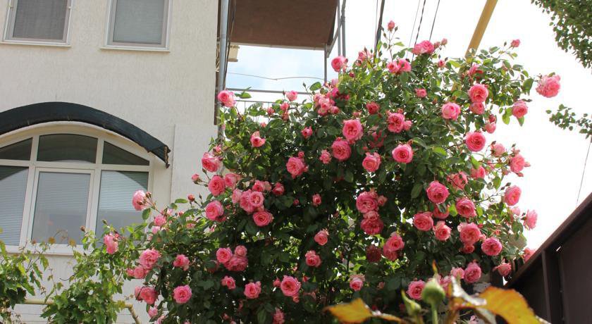 Гостиница Guest House Garant Судак-17