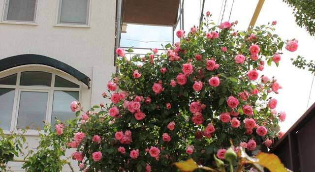 Гостиница Guest House Garant Судак-16